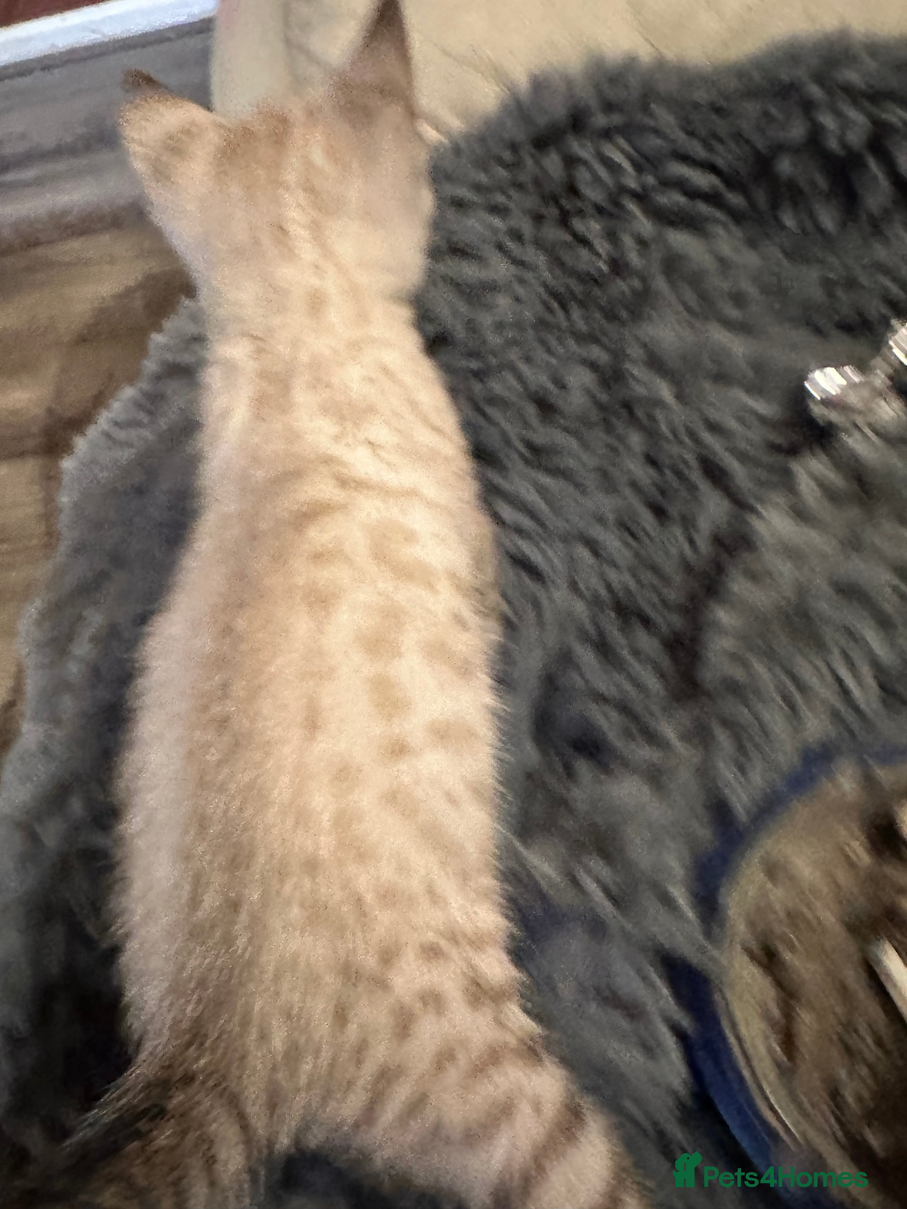 Bengal cats Silver, Snow Lynx & Brown Rosette Bengals - Advert 6