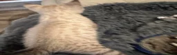 Bengal cats for sale: Silver, Snow Lynx & Brown Rosette Bengals - Advert 10