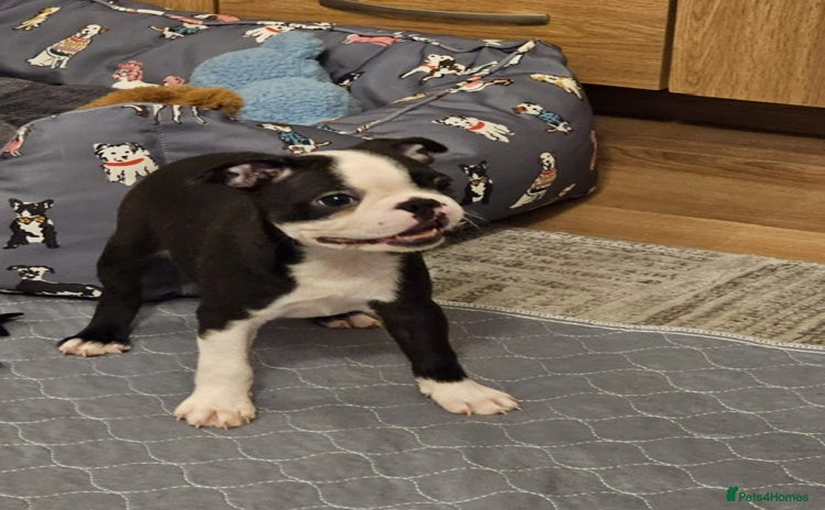 Boston Terrier dogs - Advert 1