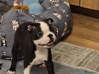 Boston Terrier dogs Boston Terrier 5*puppies KC Registered Ready to GO - Advert 6