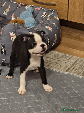 Boston Terrier dogs - Advert 1