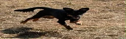Smooth Collie dogs for sale: 10 month old collie cross bitch  in Minehead - Advert 11