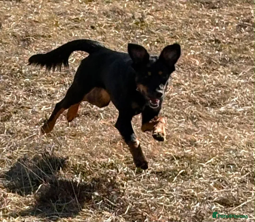 Smooth Collie dogs for sale: 10 month old collie cross bitch  in Minehead - Advert 11
