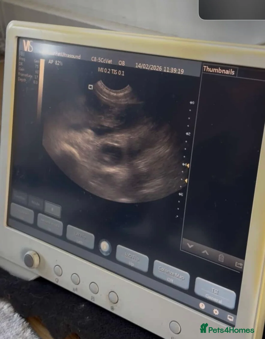 Mixed Breed dogs for sale: American bulldog x Staffy  - Advert 4