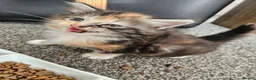 British Longhair cats for sale: Georgous silver silver & ginger Longhaired kittens - Advert 3