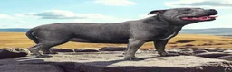 Staffordshire Bull Terrier dogs for sale: Solid Blue staffs short & stocky Type  - Advert 10