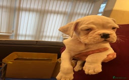 Boxer dogs for sale: Bobtail Boy from Health Tested Parents  - Image 1