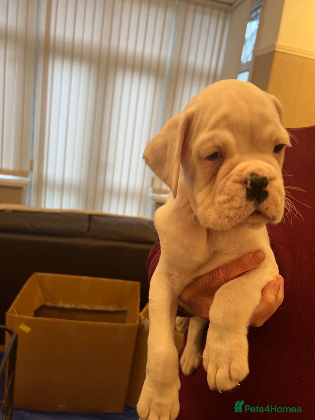 Boxer dogs for sale: Bobtail Boy from Health Tested Parents  - Image 1