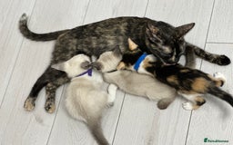 Cornish Rex cats for sale: ✨Last Girl Available – Full of Energy & Love!✨ - Advert 6