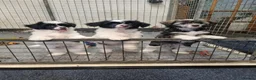 Chinese Crested dogs for sale: RKC registered Chinese crested  in Sutton-in-Ashfield - Advert 3
