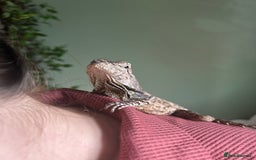 Dragon reptiles for sale: Frilled Lizard, female, experienced keeper only  - Image 1