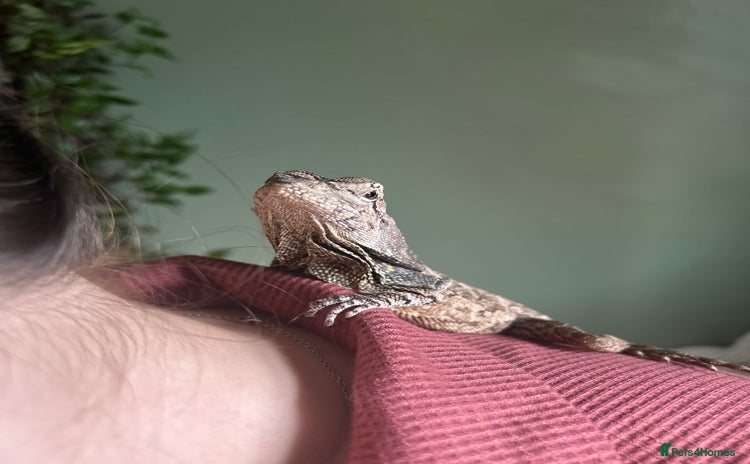 Dragon reptiles - Advert 1
