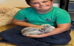 British Shorthair cats for sale: 🌟 Ready now! 🌟Incredible GCCF kittens  - Image 27