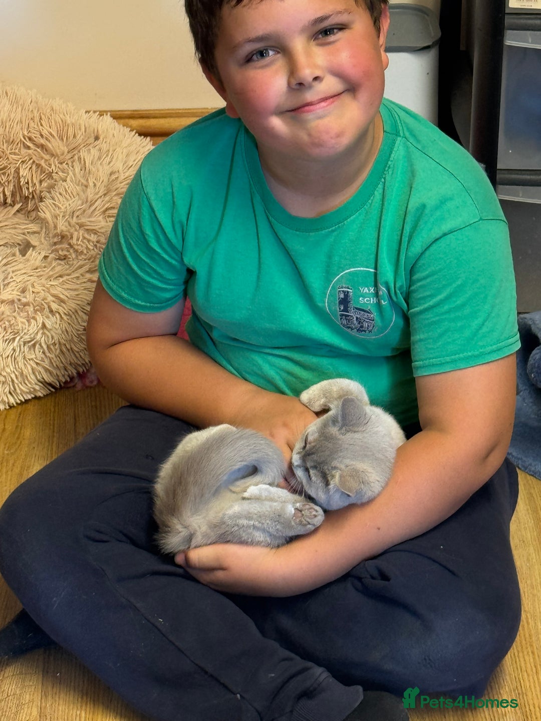 British Shorthair cats for sale: 🌟 Ready now! 🌟Incredible GCCF kittens  - Image 27