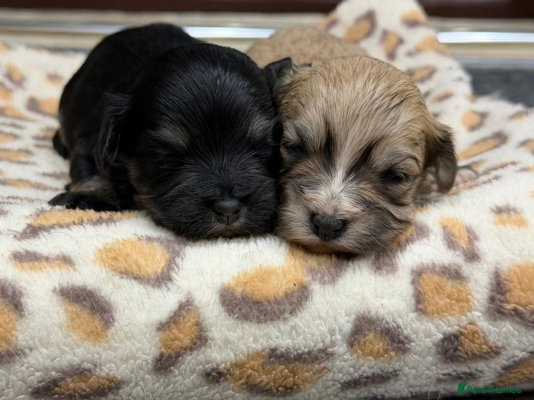 Havanese dogs for sale: Fabulous Havanese Puppies - Advert 9