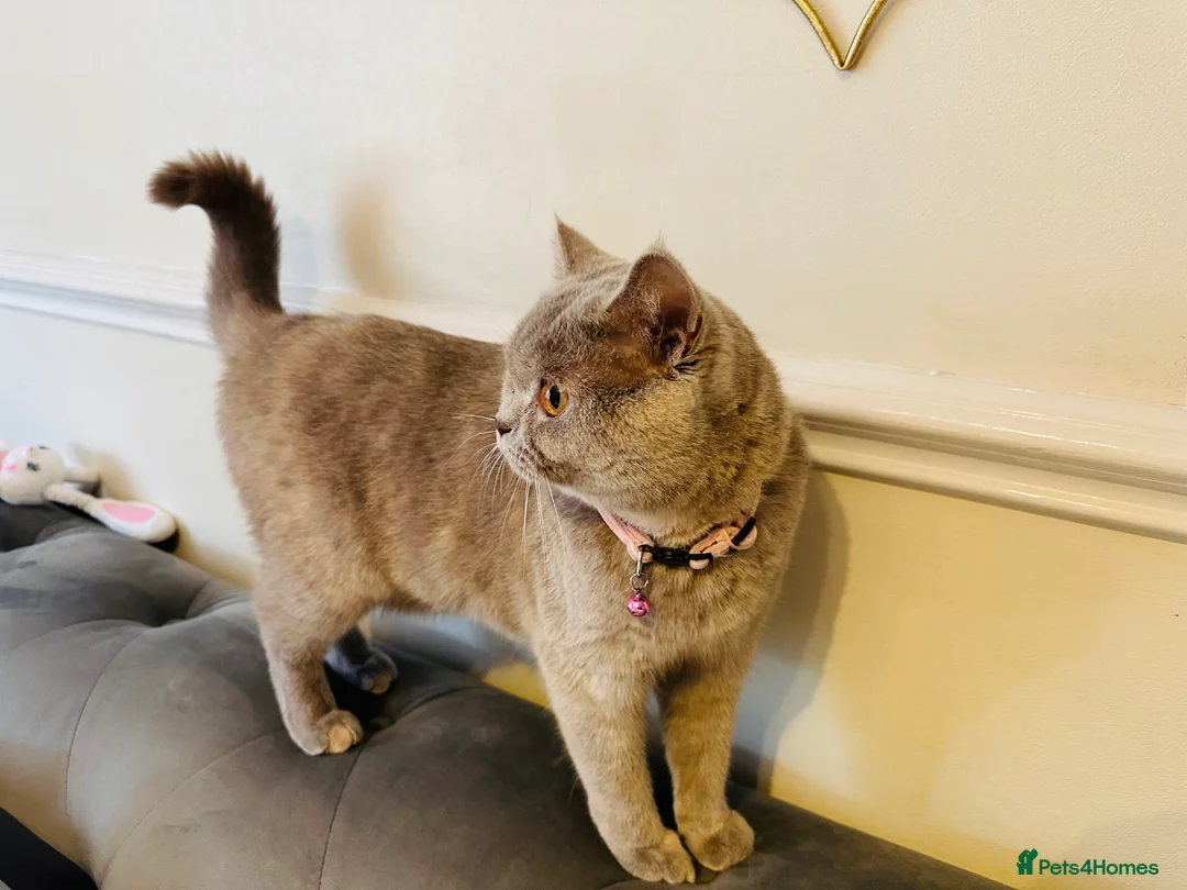 British Shorthair cats for sale: Gorgeous British shorthair cat in Manchester - Advert 15