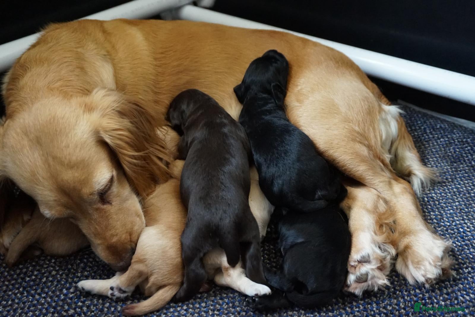 Cocker Spaniel dogs for sale: Cocker Spaniel puppies in Diss - Advert 3