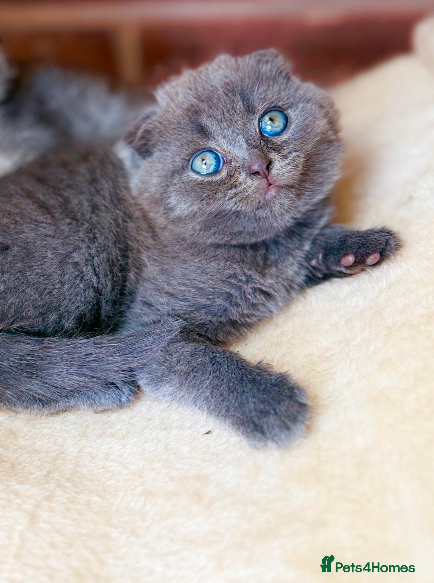 Scottish Fold cats 😊Tabby Scottish fold  - Advert 2