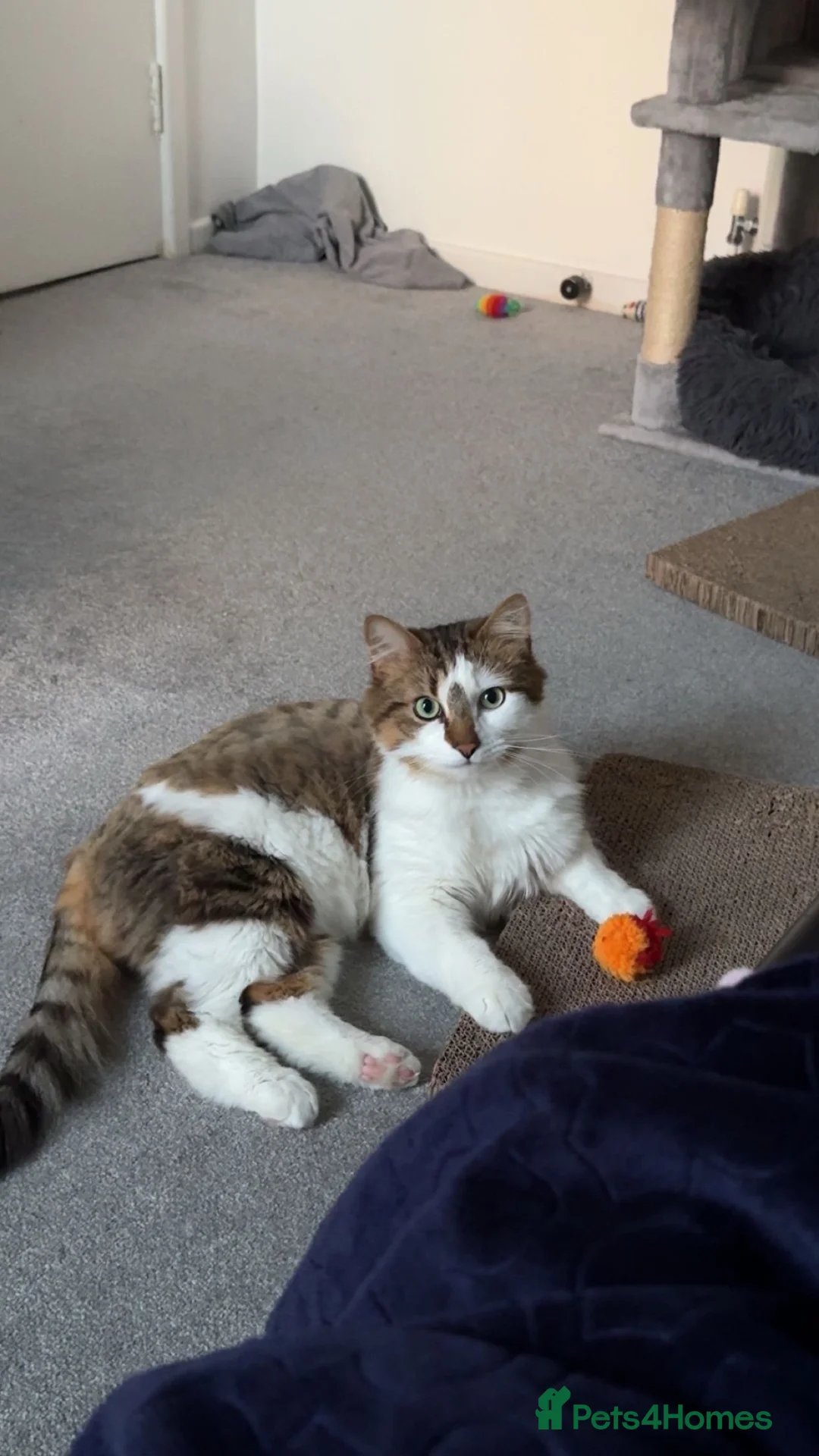 British Longhair cats for sale: British Longhair for sale  - Advert 1