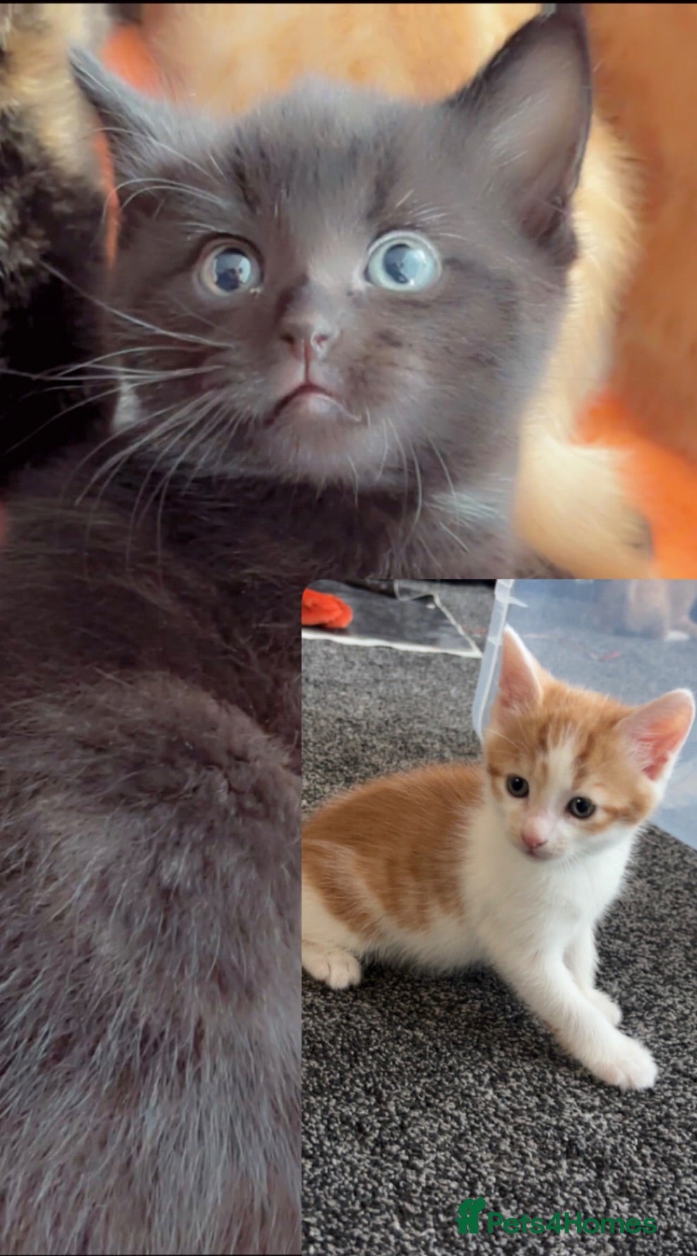 Domestic Shorthair cats 2 BEST FRIENDS - Must go in a pair. Ready to leave - Advert 1