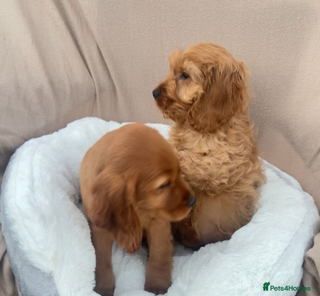 Cockapoo dogs for sale: 2 male cockapoo puppies for sale  - Advert 9