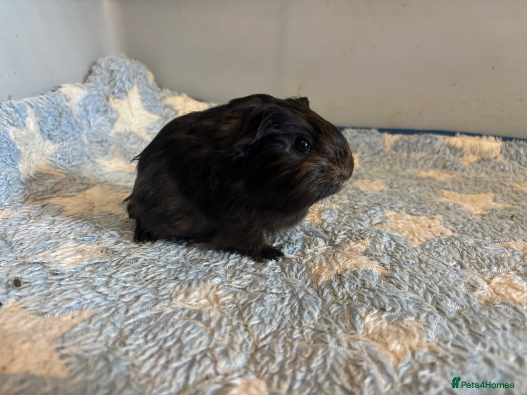 Guinea Pig rodents for sale: Baby Guinea pigs  - Image 6