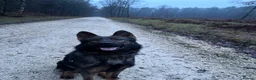 German Shepherd dogs for sale: Male working line GSD  - Advert 3
