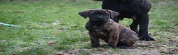 Presa Canario dogs for sale: Presa Canario Puppies (Recognised Breeder) - Advert 21