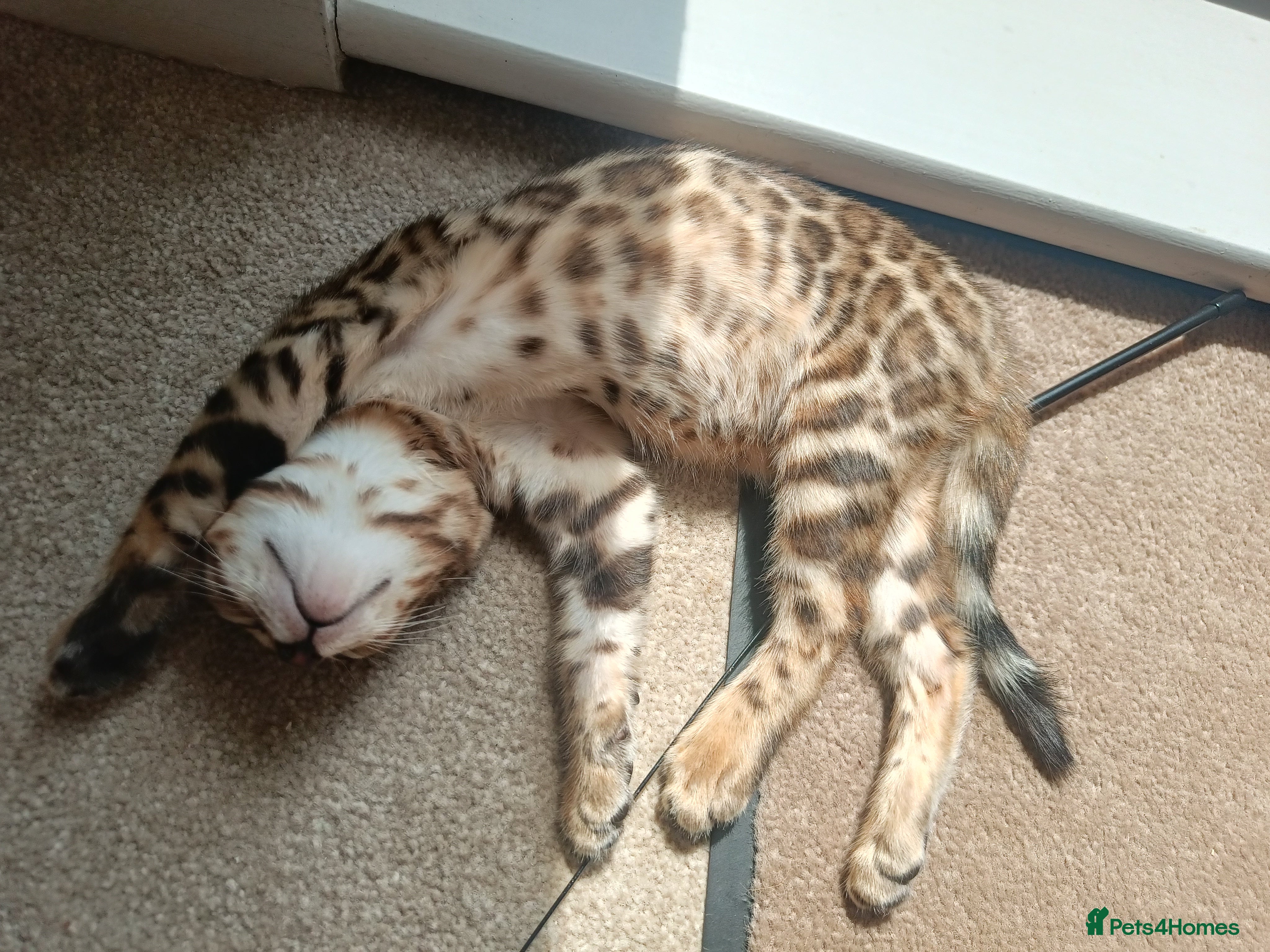 Bengal cats Absolutely beautiful pedigree bengal kittens - Advert 2