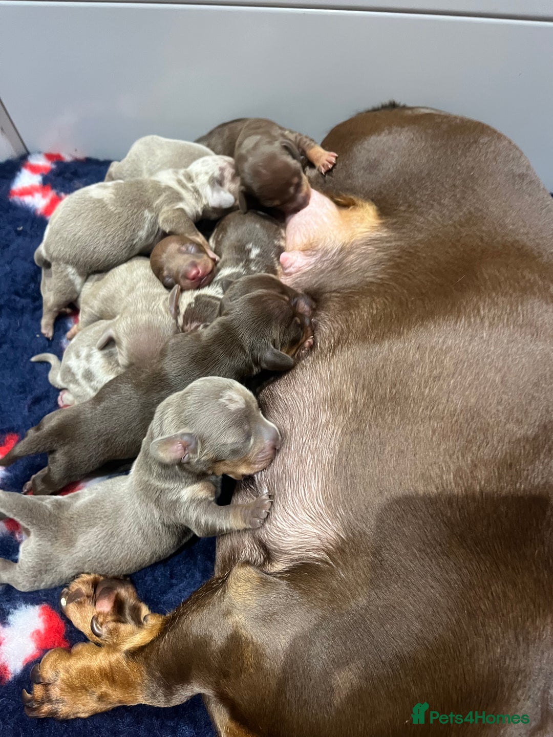 Miniature Dachshund dogs for sale: 3 Extremely clean and healthy KC boys available  - Advert 12