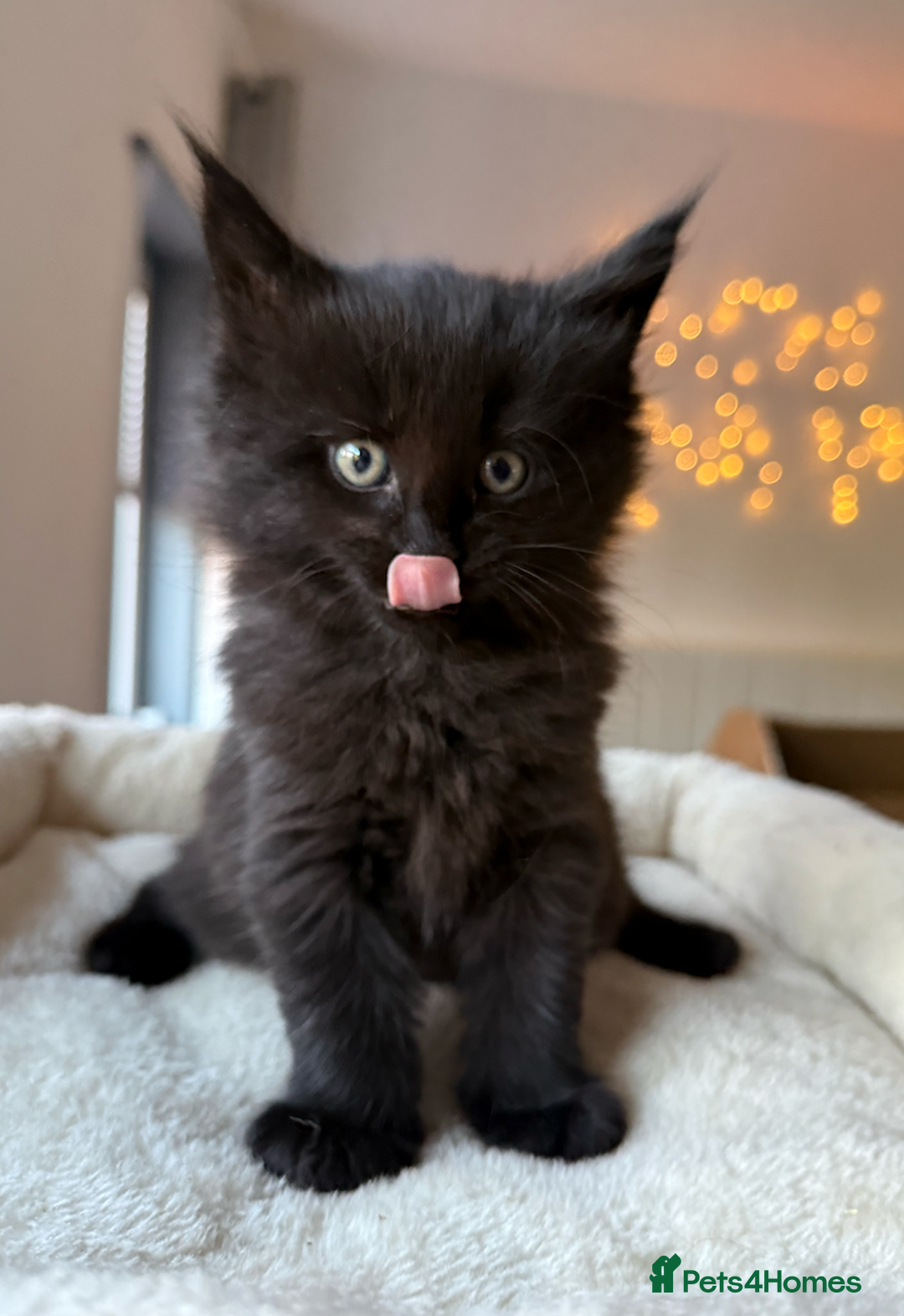 Maine Coon cats for sale: Beautiful Maine Coon Kittens – Ready mid January - Advert 19