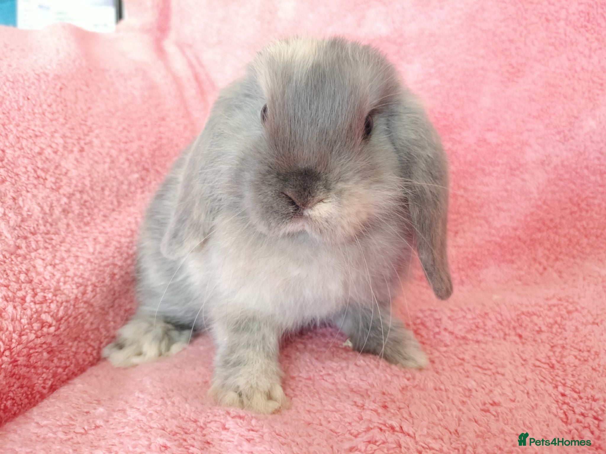 Mini Lop rabbits Baby mini lops for sale  - Advert 1