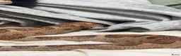 Corn Snake reptiles for sale: scaleless corn snake - Advert 5