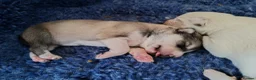 Siberian Husky dogs for sale: Stunning Siberian Huskies puppies  - Advert 13