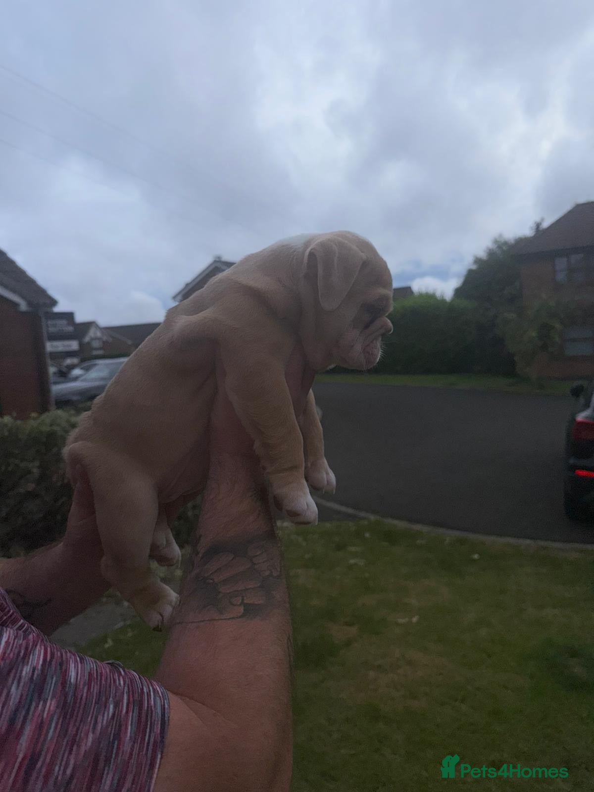 English Bulldog dogs for sale: Chunky healthy pups - Advert 14