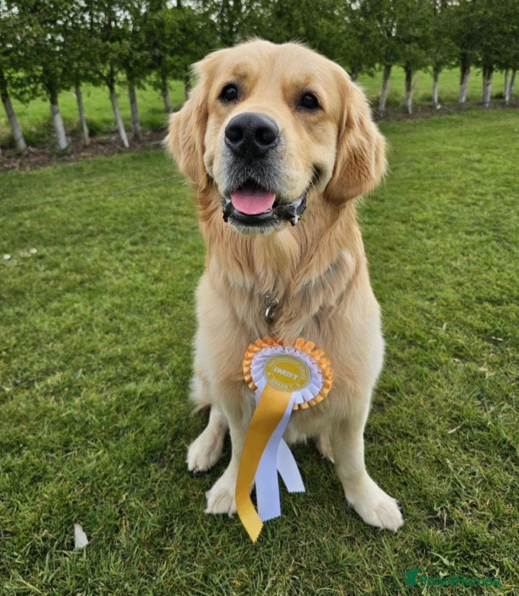 Golden Retriever dogs 5* Golden Retriver puppies - Advert 2