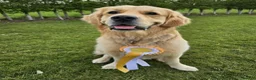 Golden Retriever dogs for sale: 5* Golden Retriver puppies - Advert 24