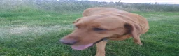 Labrador Retriever dogs for sale: KC Labrador Puppies 🧬 Sire Clear all 7 DNA Tests - Advert 14