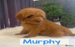 Miniature Poodle dogs for sale: Gorgeous Red Minature Poodles Puppies  - Image 24