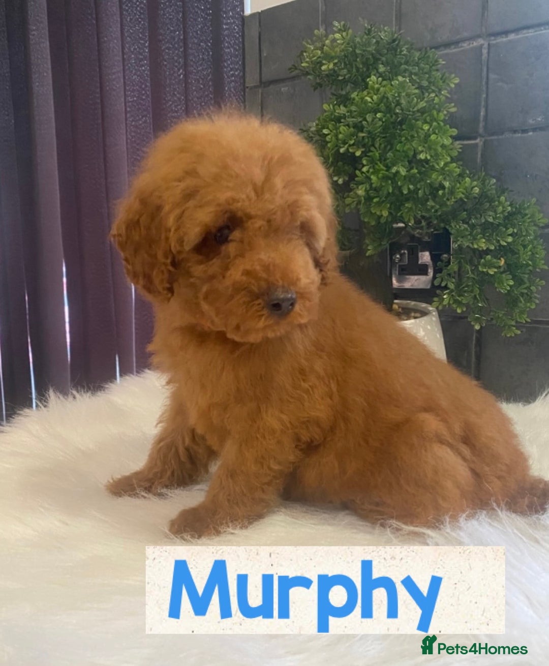 Miniature Poodle dogs for sale: Gorgeous Red Minature Poodles Puppies  - Image 24