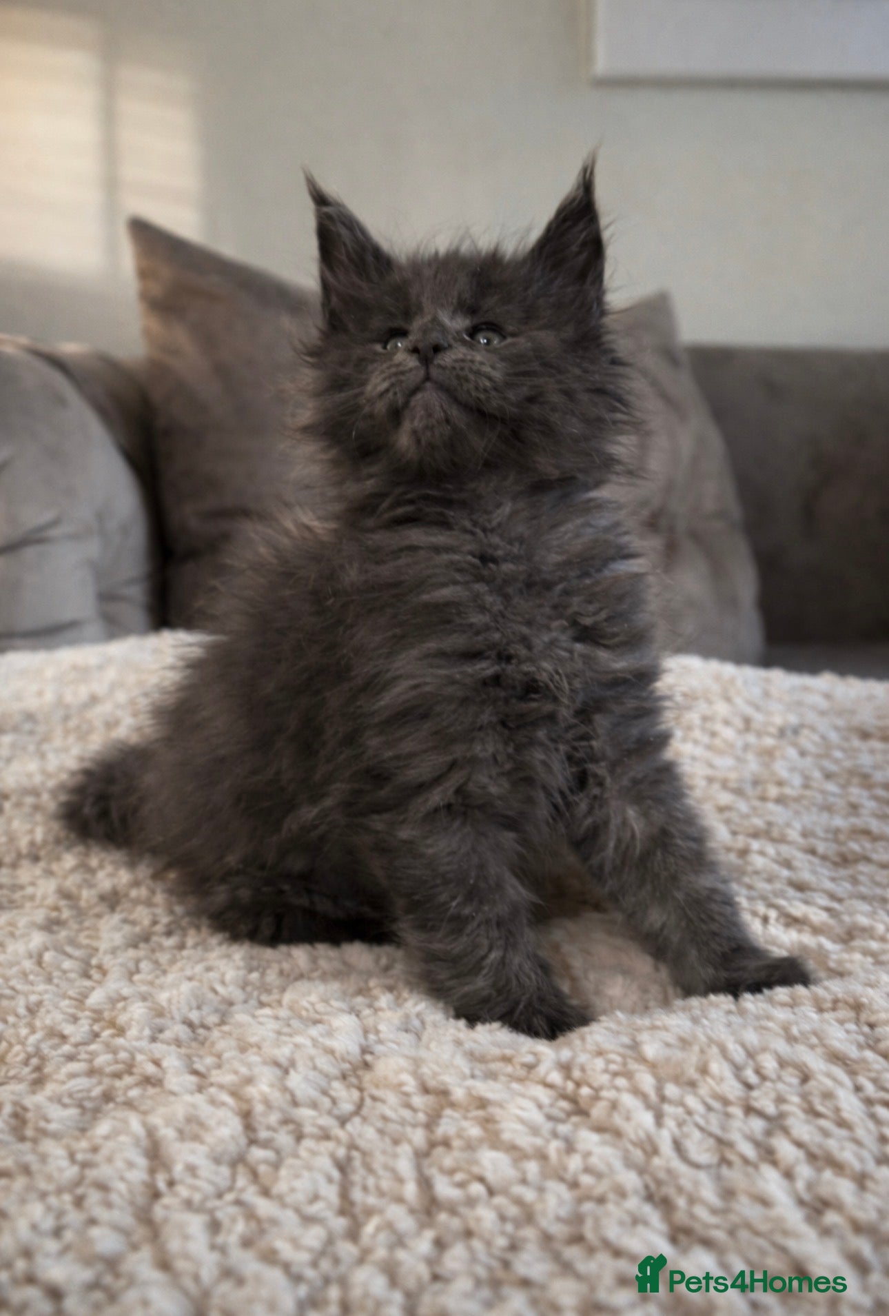 Maine Coon cats Ready now 1 male left! Maine coon kittens  - Advert 17