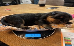 Rottweiler dogs for sale:  Rottweiler Puppies - READY NOW! 2 LEFT!  - Image 6