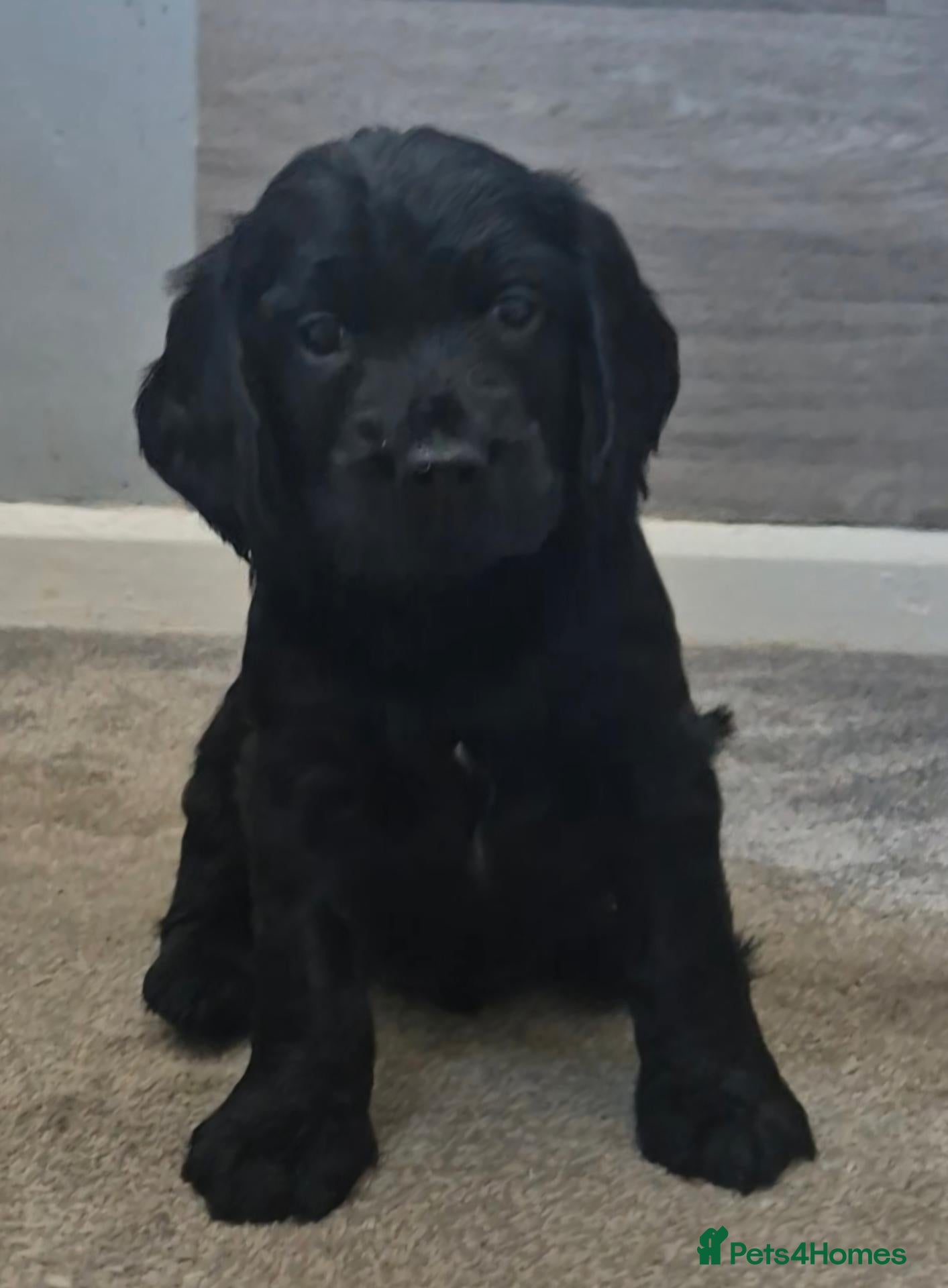 Cockapoo dogs Last chunky little boy left  - Advert 1