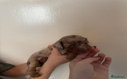 Miniature Dachshund dogs for sale: Miniature dachshund - Image 16