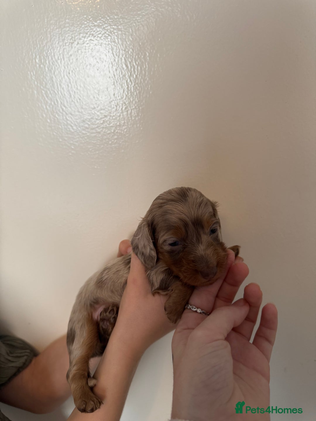 Miniature Dachshund dogs for sale: Miniature dachshund - Image 16