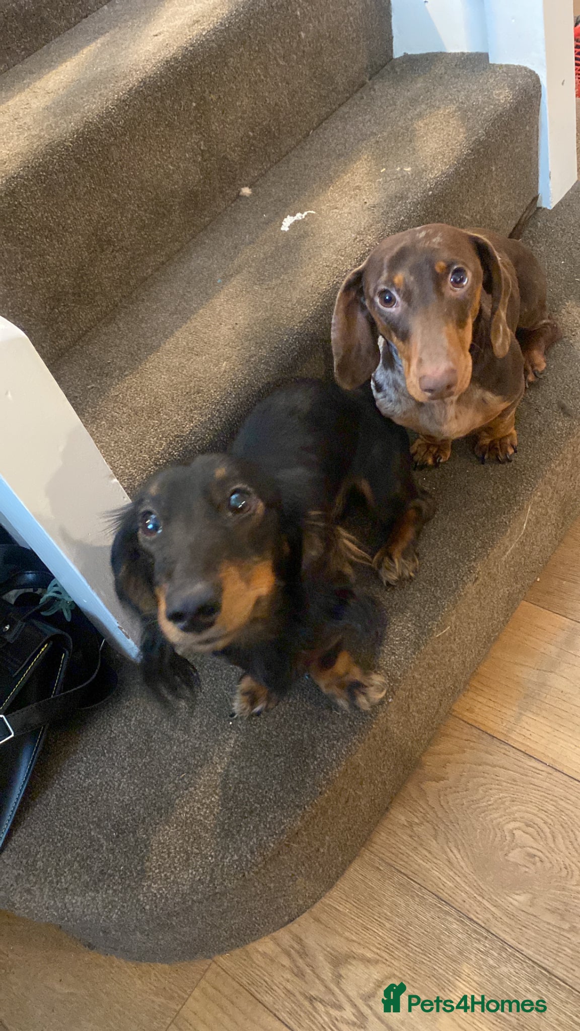 Miniature Dachshund dogs for sale: Beautiful Miniature Dachshund Puppies 🩵🩷🩷🩷 - Advert 14