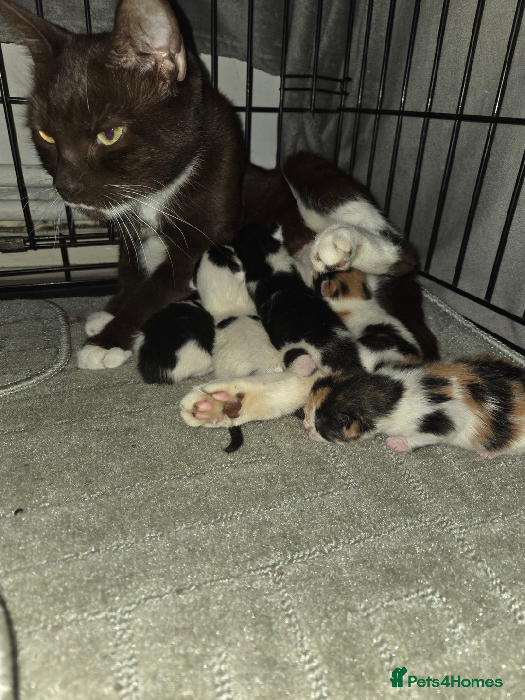 Mixed Breed cats for sale: 5 Fabulous kittens - Advert 20