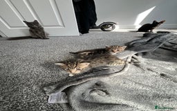 Mixed Breed cats for sale: Female Tabby Mixed Breed Kitten  - Image 2