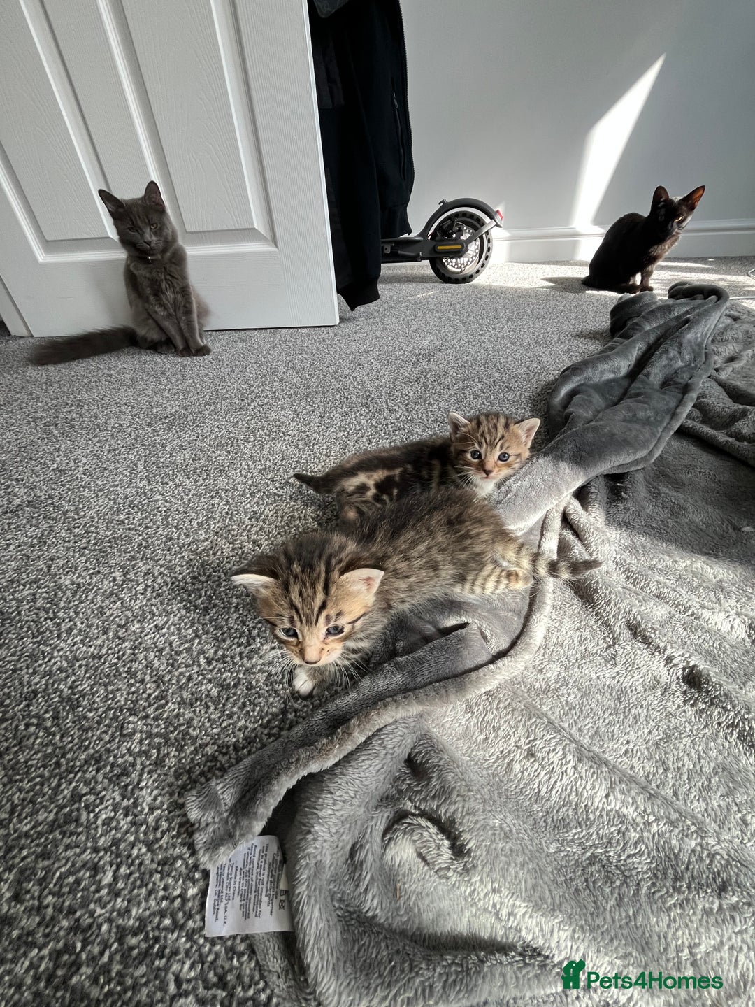 Mixed Breed cats for sale: Female Tabby Mixed Breed Kitten  - Image 2