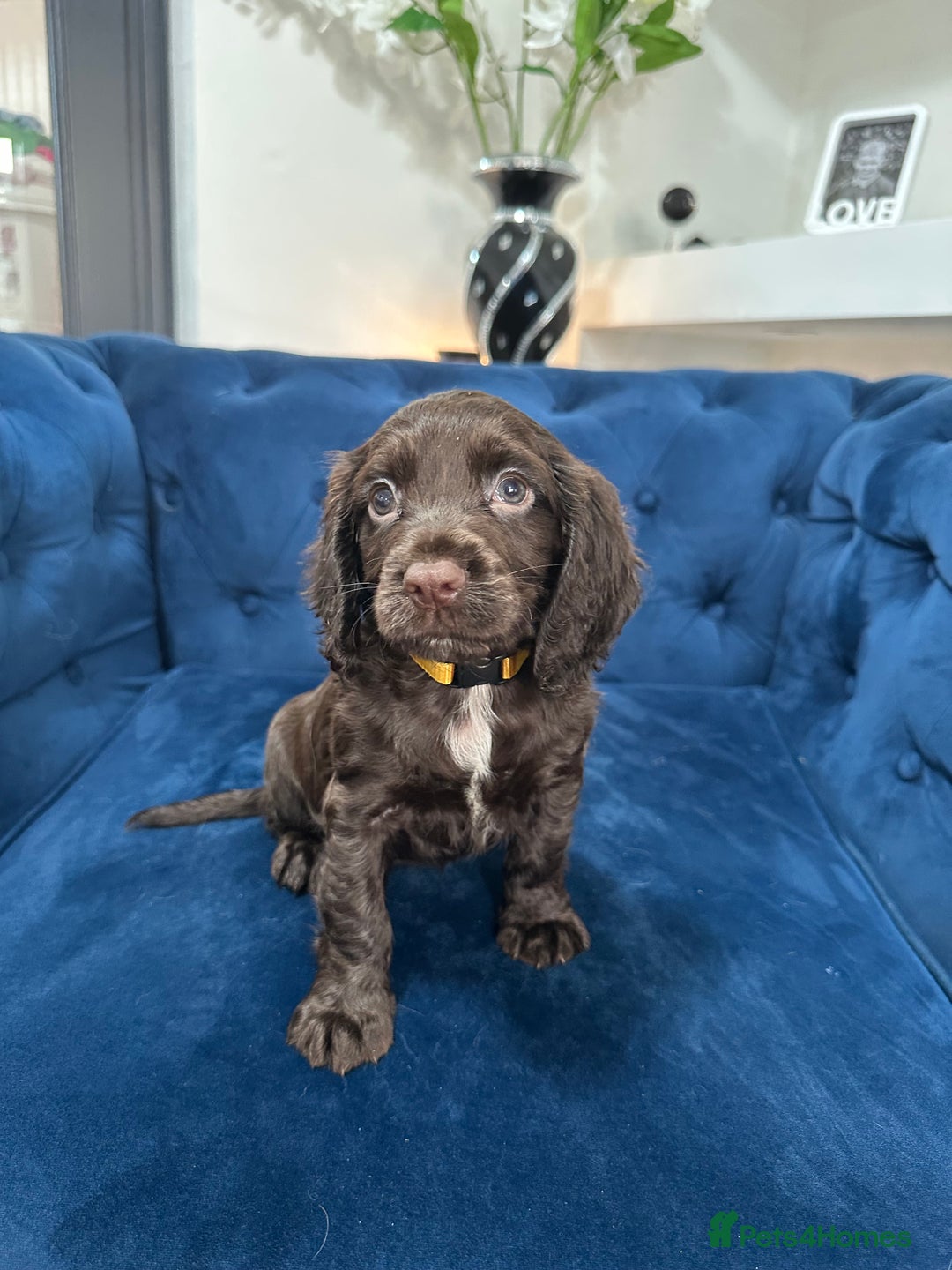 Cocker Spaniel dogs for sale: Beautiful litter of cocker spaniel pups 4 left  - Image 37